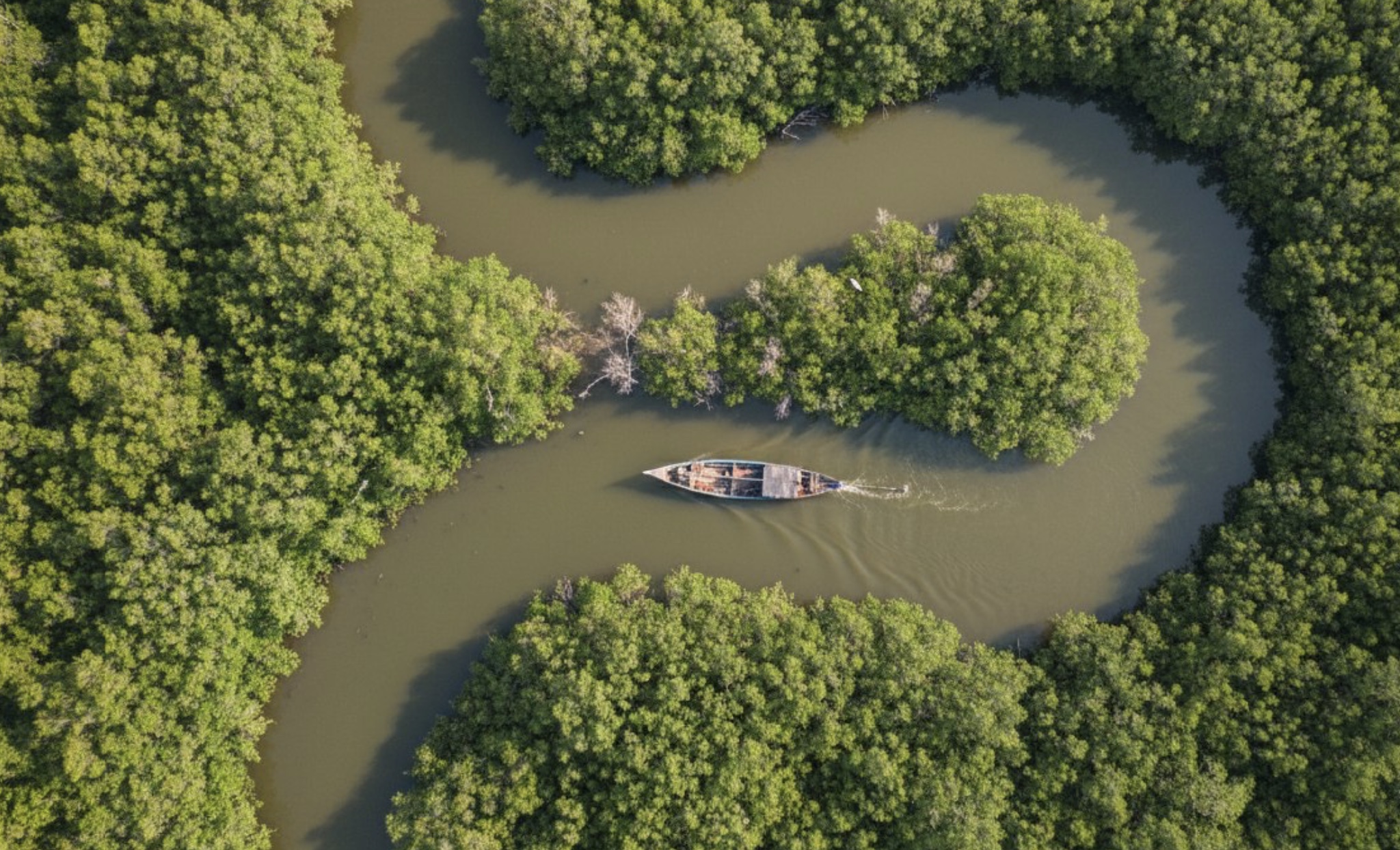 יערות המנגרובים של הסונדרבנס עם תעלות מים צרות וסירה החוצה בין צמחייה צפופה